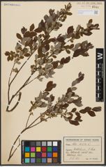 Foto von Salix aurita L.
